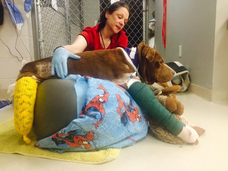 |||||||bait dog and amputation||||||||||||||a bait dog at a vet||