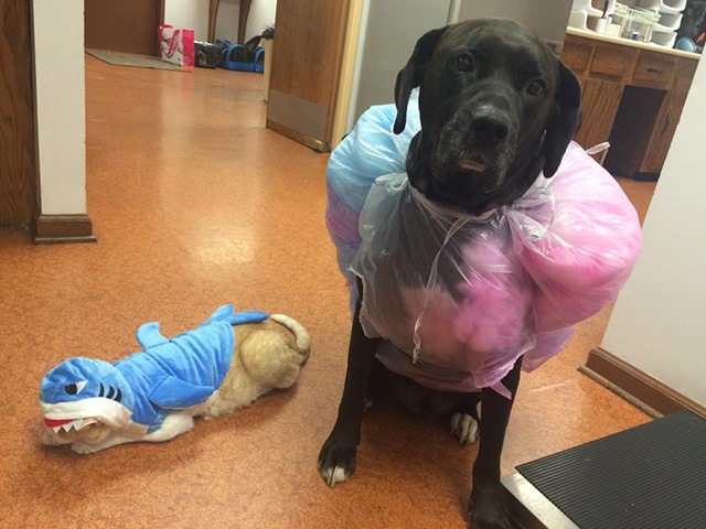 A dog donating blood dressed as a shark.