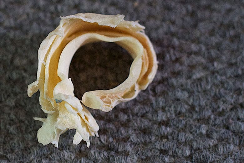 A ring made from a dog's tooth, derived from an ethically sourced canine counterpart.