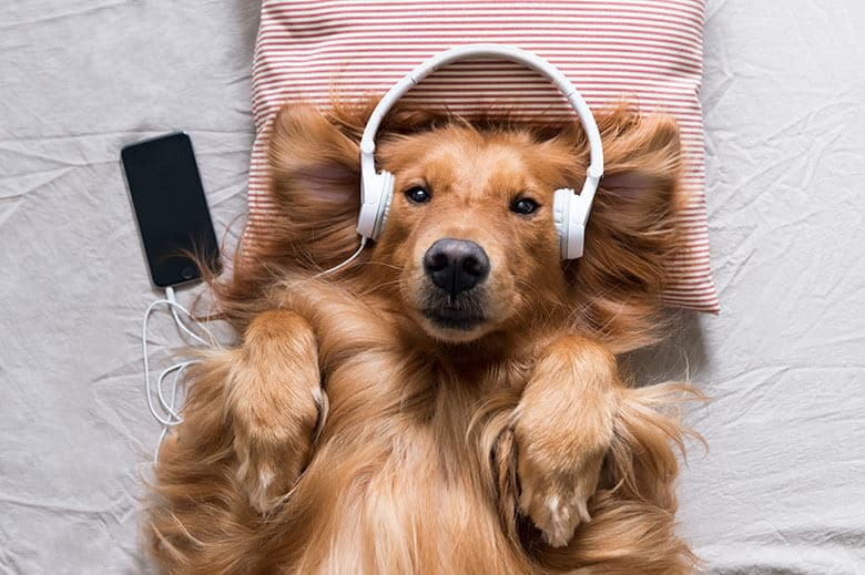 A calm dog laying on a bed with headphones on.