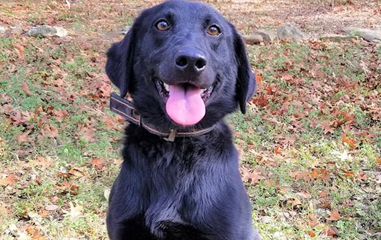 A Dog Rejected by the Police Finds Her Calling Helping Drug Rehab Patients Stay Clean