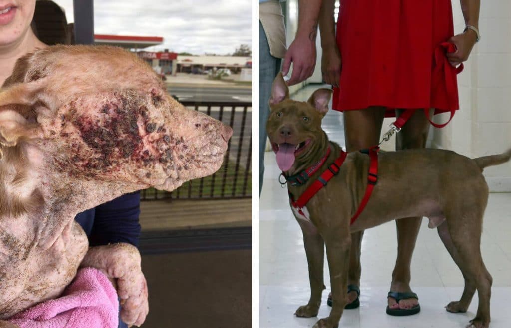 Abused Dog Transforms into an Adoptable Pup with a Ph.D