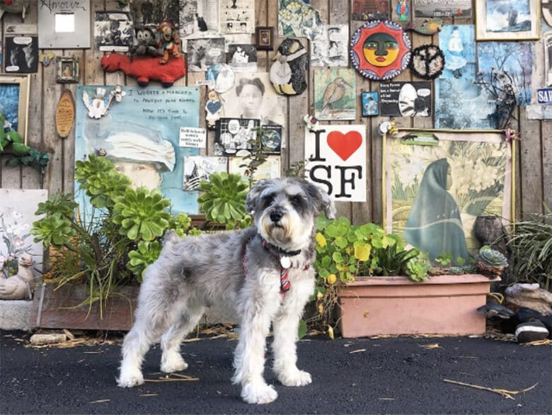 The 5 Best Places to Bring Your Dog in San Francisco