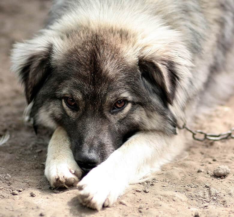 A dog, chained and motionless on the ground, represents a distressing scene that requires immediate action against animal cruelty.