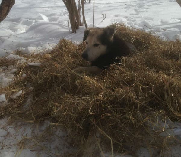 A dog laying in a pile of hay in the snow at a park.