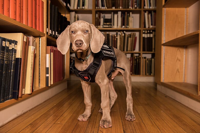 This Museum Just Added an Adorable Puppy to Protect Its Valuable Artwork