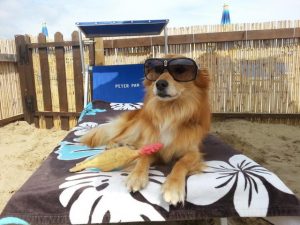 A dog wearing sunglasses on a beach towel at Rimini dog beach.