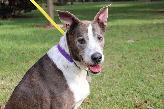 Senior Dog in Shelter for 5 Years, Gets Adopted Immediately After Previous Family's Letter Made Public