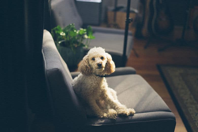 A poodle, belonging to dog owners in New York City, sitting on a gray couch.