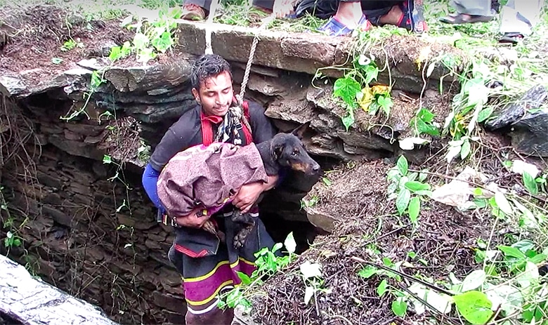 Dog ‘Literally Sobs’ After Being Rescued From a Well