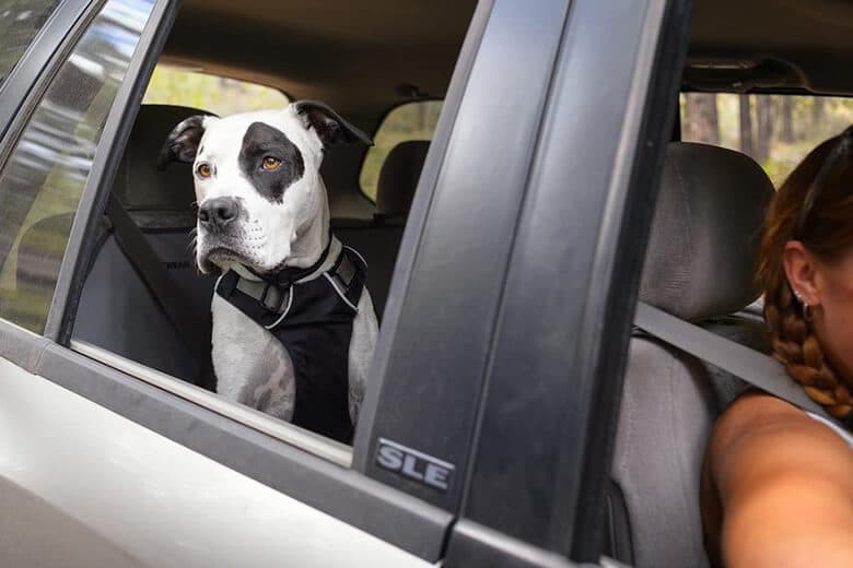 dog back seat harness