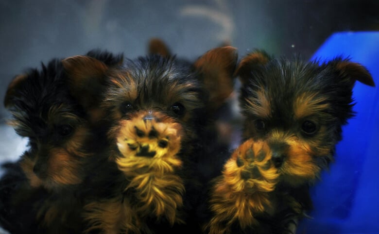 A group of Yorkshire Terrier puppies in a blue container are available for adoption in San Francisco.