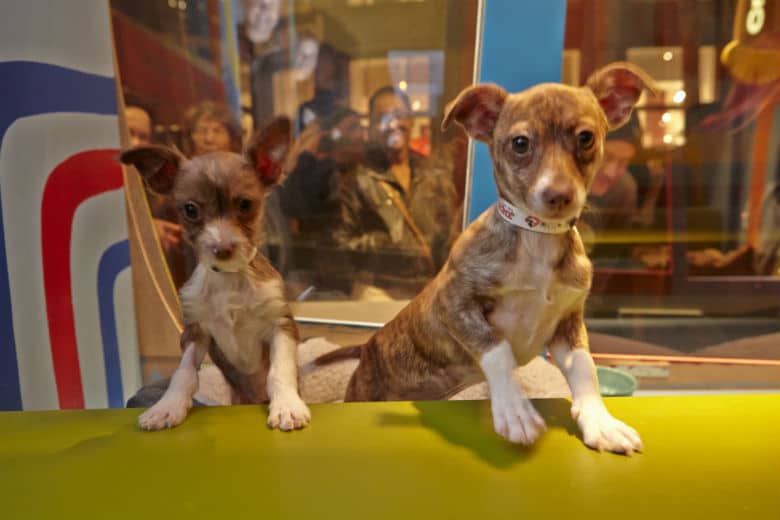 This Macy’s Has Adoptable Puppies in Its Holiday Window