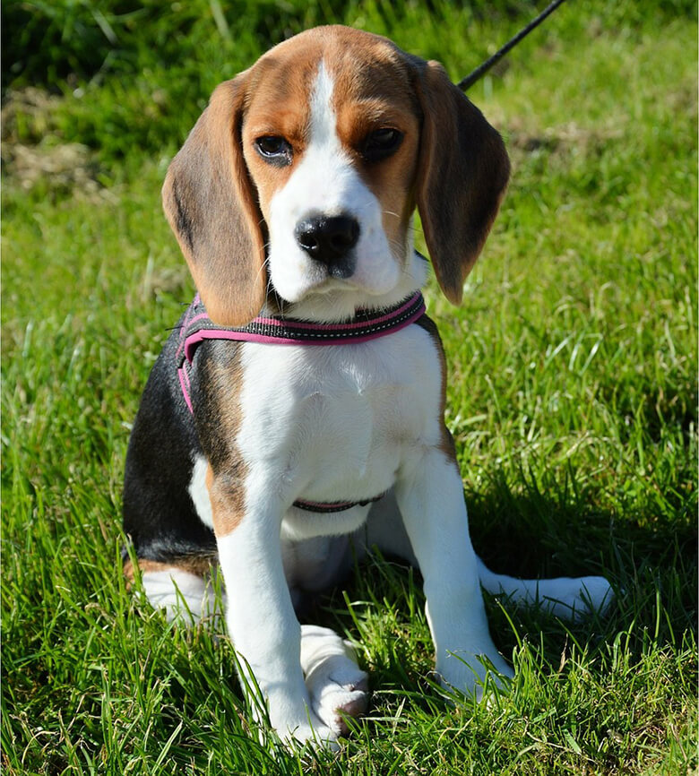 A beagle puppy sitting on a leash in the grass at a San Francisco park.