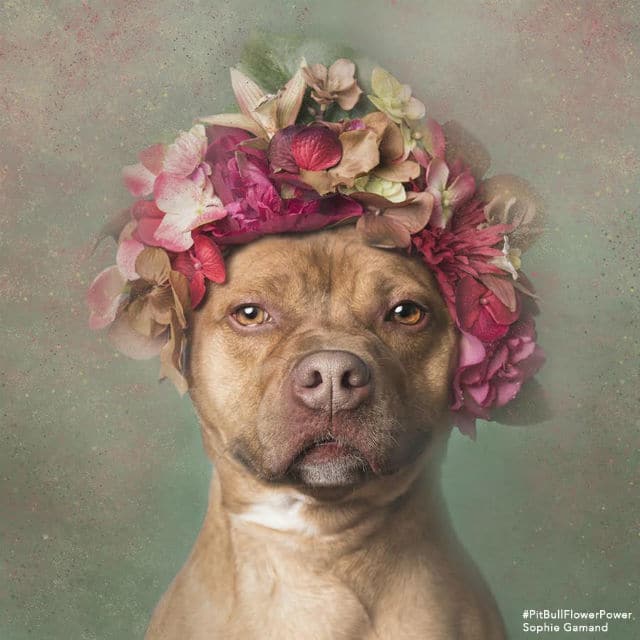 Photographer Sophie Gamand Reveals the Real Magic Behind Her ‘Flower Power’ Pit Bull Series