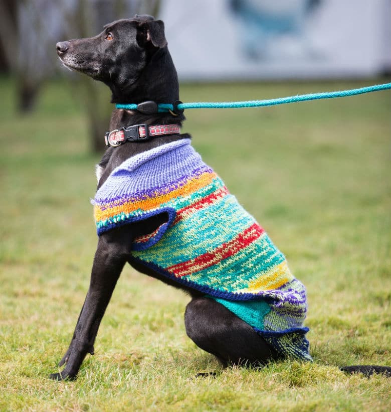 Women’s Group Knits Sweaters for Black Dogs to Help Them Get Adopted