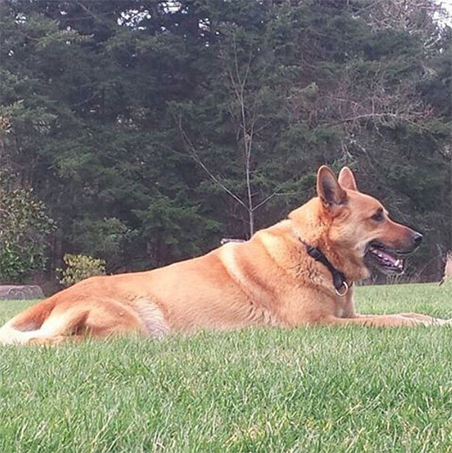 Salma Hayek was surprised to come across a large brown dog calmly laying in the grass.