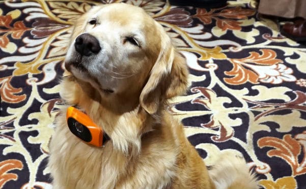 A golden retriever wearing a smart collar is sitting on a carpeted floor.