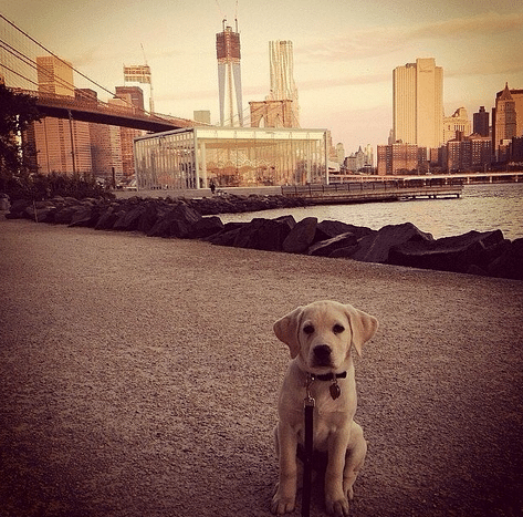 A yellow dog sitting on a leash in front of a city, capturing the attention of the dogs of Instagram.