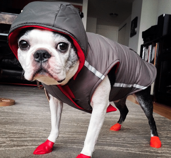 Juno, a dog wearing a hoodie and red shoes.