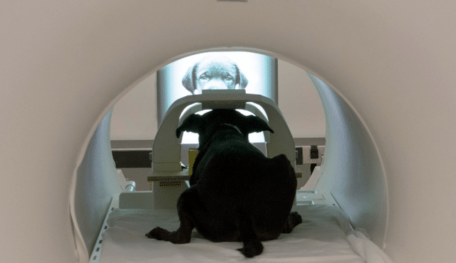 dog and mri