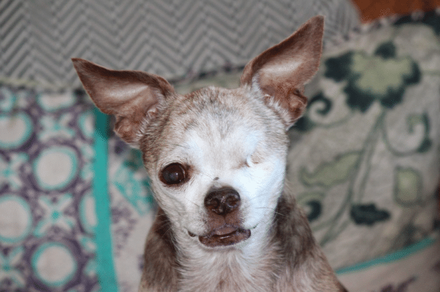 A Puppy Mill Survivor Named Harley Is Awarded 