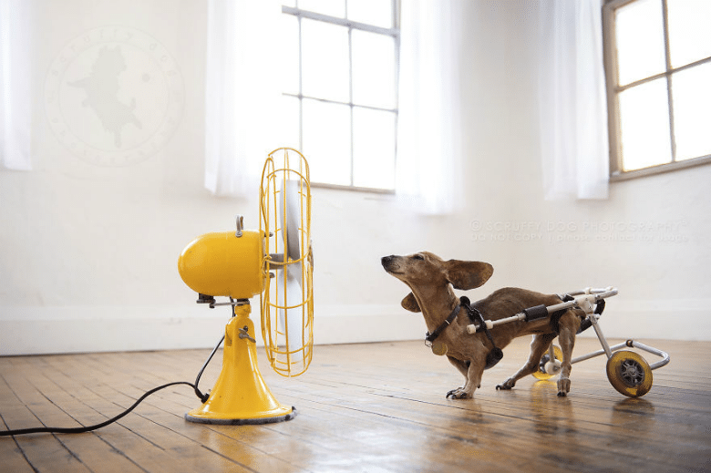 Blowing in the Wind: Photographer Captures Dog’s Personality in Beautiful Series