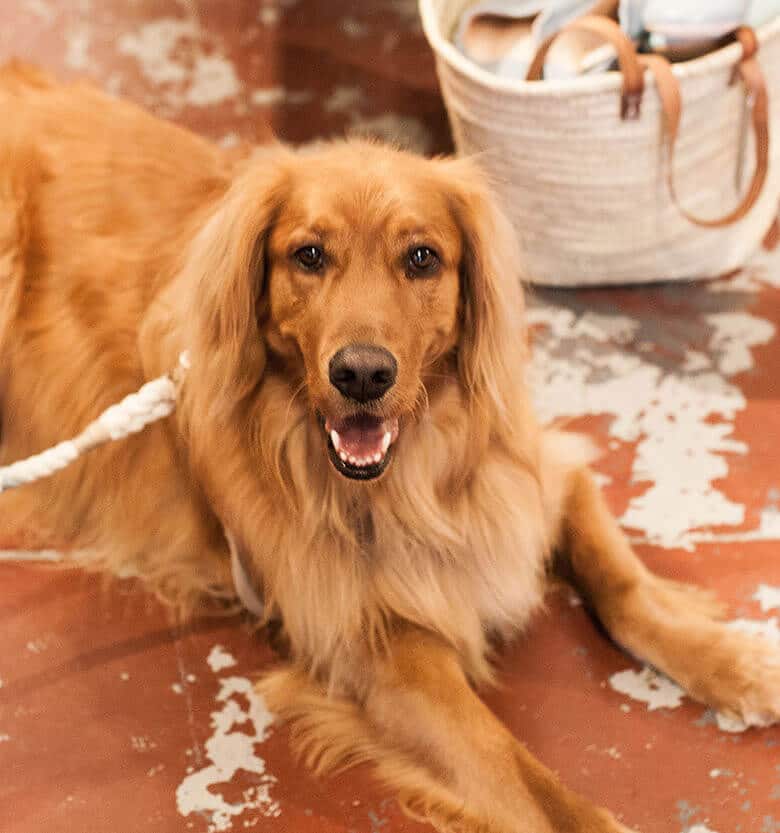 The Store Greeter Behind This Super Trendy San Francisco Shop Is a Dog Named Tiger