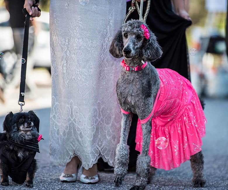 Prom Thrown for Senior Dogs Looking for Homes