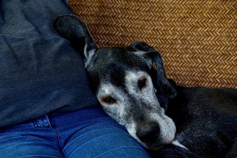 What’s Going on With Your Senior Dog Is it Behavioral or Medical?