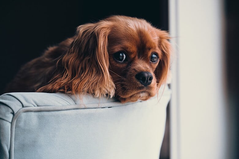 A small dog sitting on top of a chair.