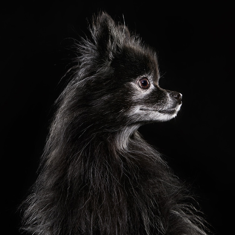 Photo Series Looks to Debunk ‘Black Dog Syndrome’ With Beautiful Pics of Adoptable Dogs