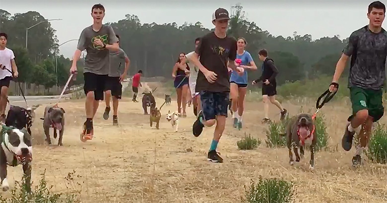 Homeless Dogs Get Out of Shelter and Join Cross-Country Team on Morning Workout