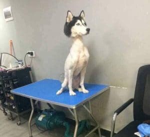 A viral photo of a dog sitting on a table in a salon.