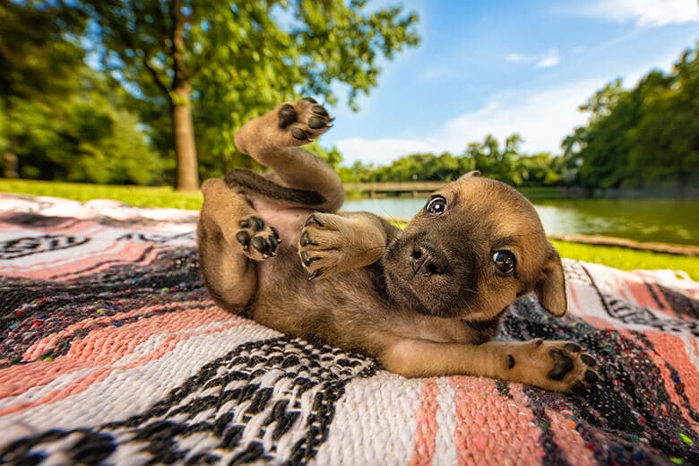 The 30 Best Dog Photos of 2018