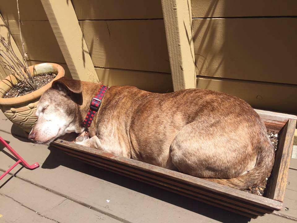 A Deaf 11-Year-Old Dog Who Lived on the Streets, Finally Finds a Place to Rest His Head