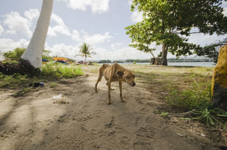 Puerto Rico's 'Dead Dog Beach' Is Becoming 'Dead Dog Island'