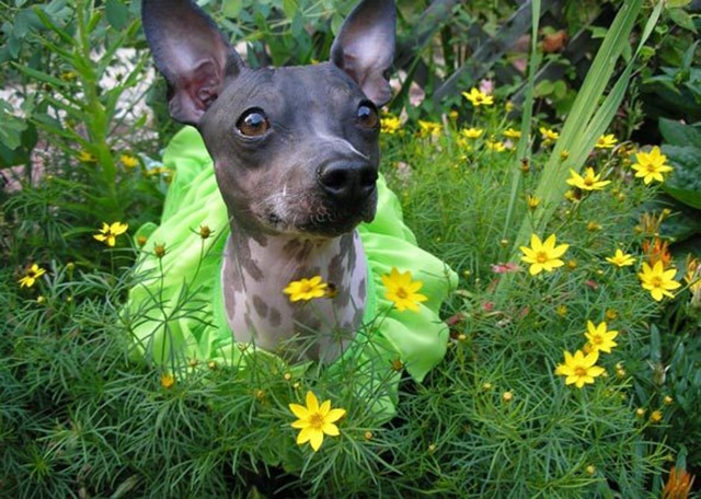 A black and white dog in a green dress surrounded by flowers, excited for spring.