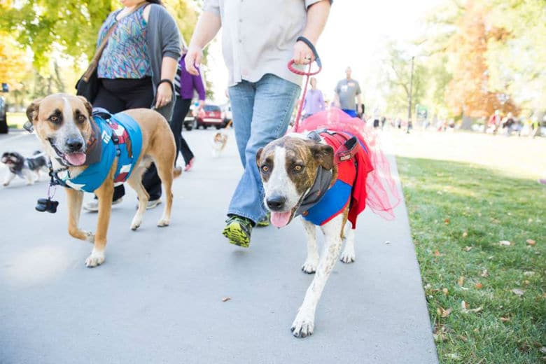 Three dogs **strut their mutt** dressed in costumes while participating in a **fundraising** event by walking down a sidewalk.