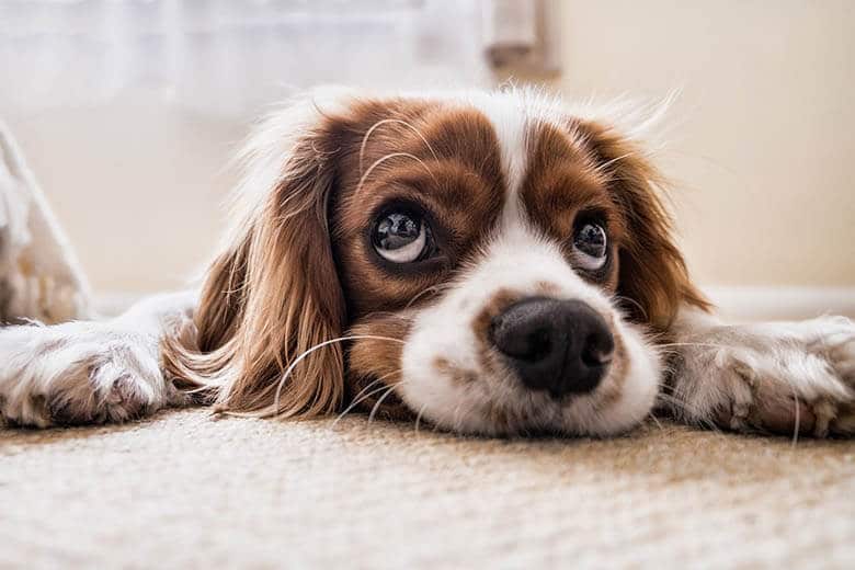 A brown and white study dog with puppy eyes laying on the floor.