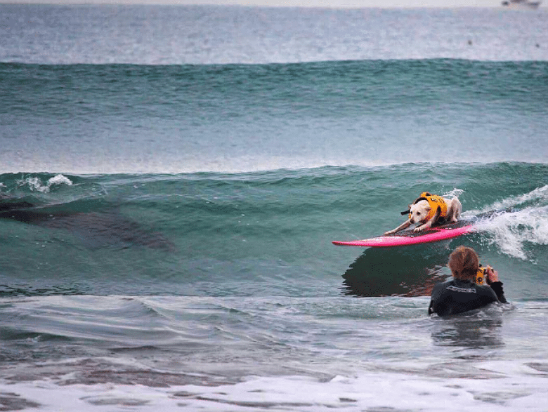 Yikes! A Surfing Dog Rides Wave With Shark