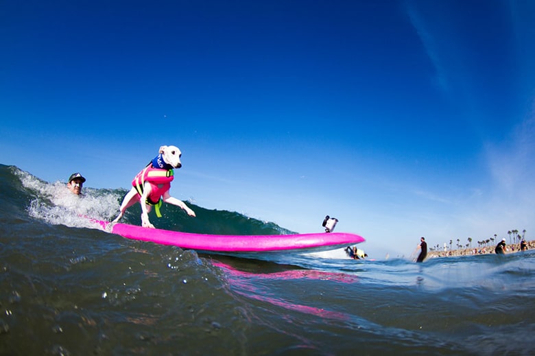 Hang 10: Dogs to Compete In Huge Surfing Event in Southern California