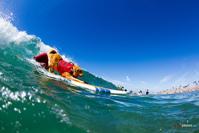 A Surf City Surf Dog riding a wave on a surfboard.