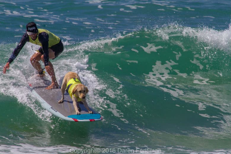 Dogs Show Off Their Surfing Skills In 10 Amazing Shots