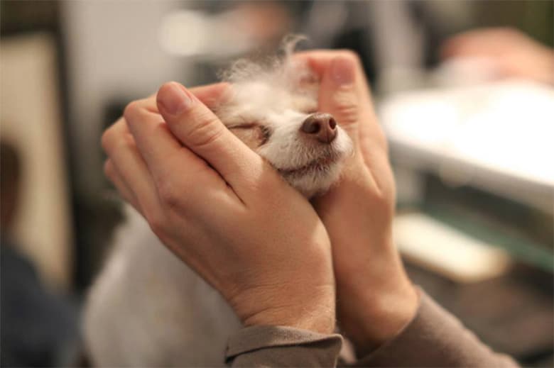 Brandon Stanton of 'Humans of New York' Posts Moving Tribute to His Late Dog Susie