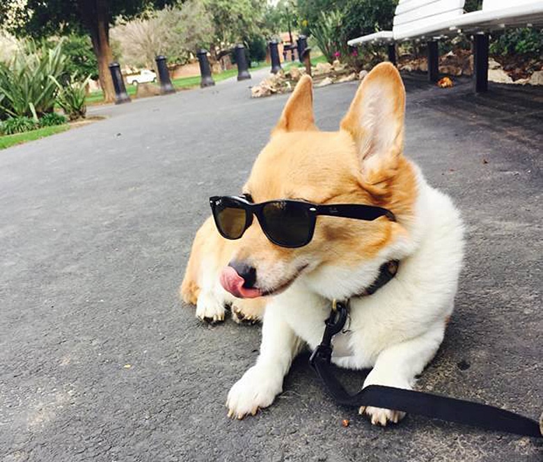California’s Favorite ‘First Dog’ Has Passed Away