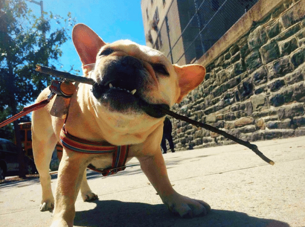 A Swifto dog with a stick in its mouth.