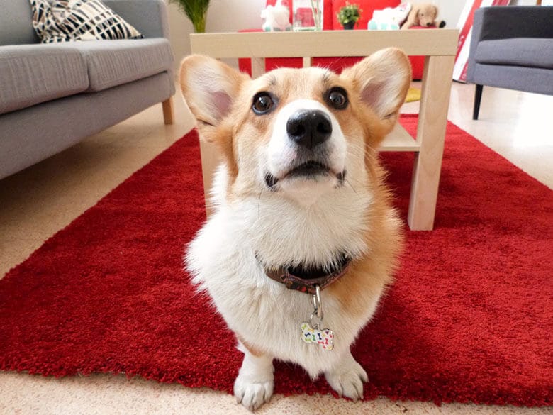 A corgi participating in Take Your Dog to Work Day, standing on a red rug in a living room.