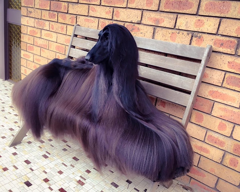 Meet Tea: The Afghan Hound Dubbed the ‘World’s Prettiest Dog’