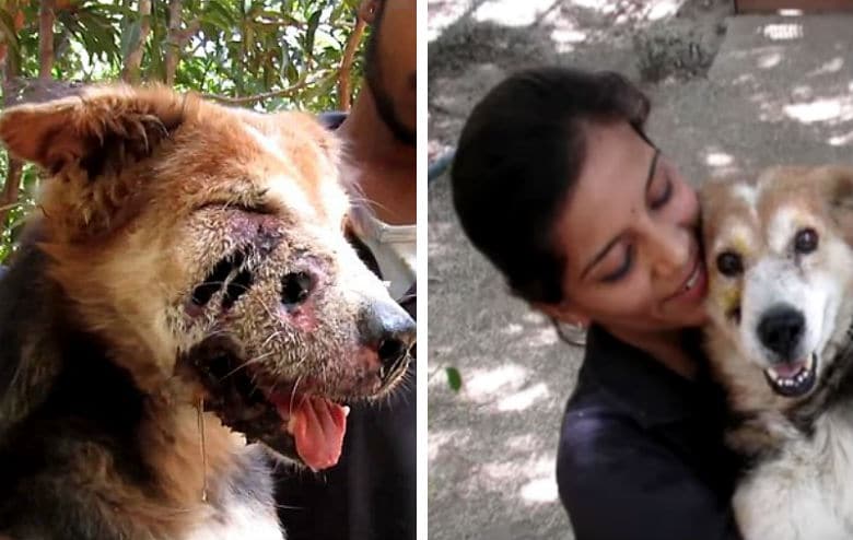 Stray Dog Who Lost Half His Face Due to Maggots Makes Amazing Recovery